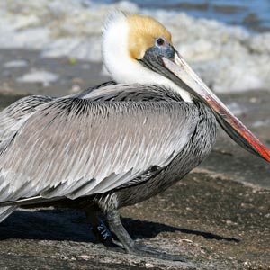 Brown Pelican