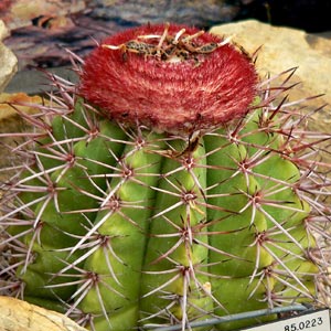 Turks Head Cactus