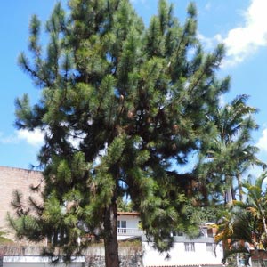 Caicos Pine